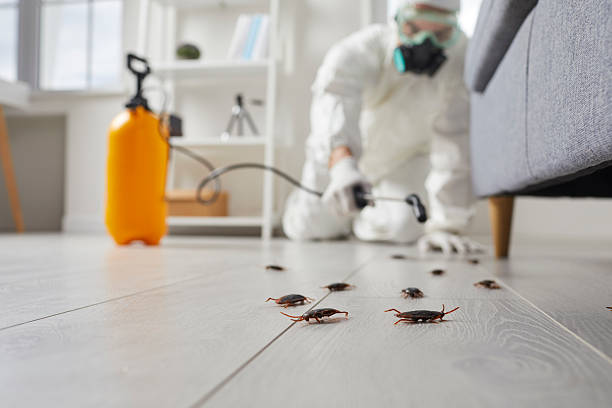 Commercial Rodent Management in Frankton